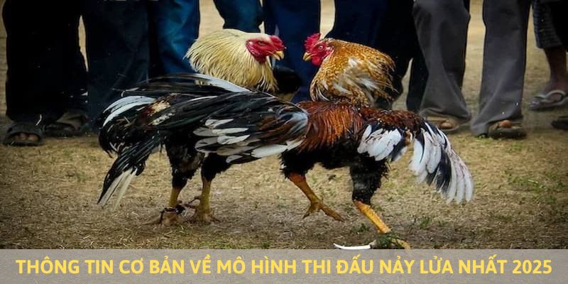 Thông tin về bộ môn chọi kê nảy lửa hấp dẫn nhất thời đại